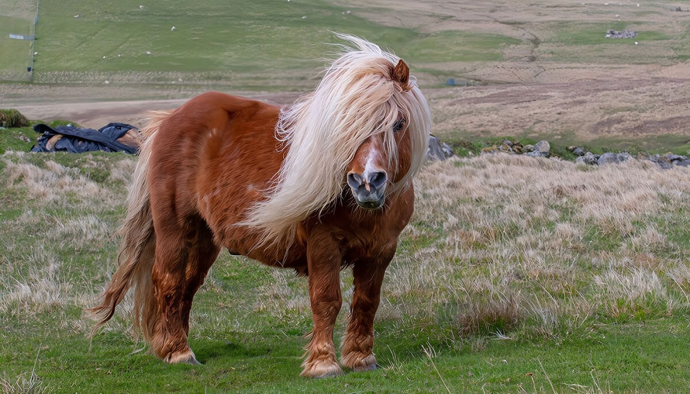 Alimentos Naturales para Ponys