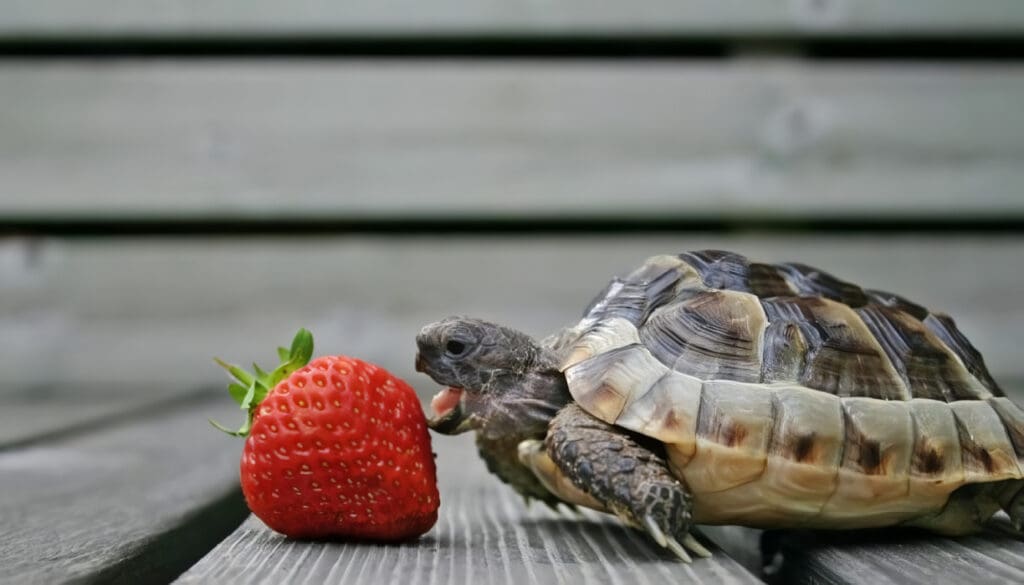 Alimentos Naturales para las Tortugas
