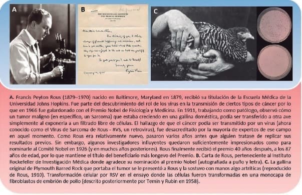 Francis Peyton Rous brindó apoyo científico a la Teoría Viral del Cáncer