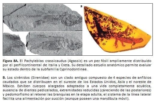 El Pachylebias crassicaudus (Agassiz) 