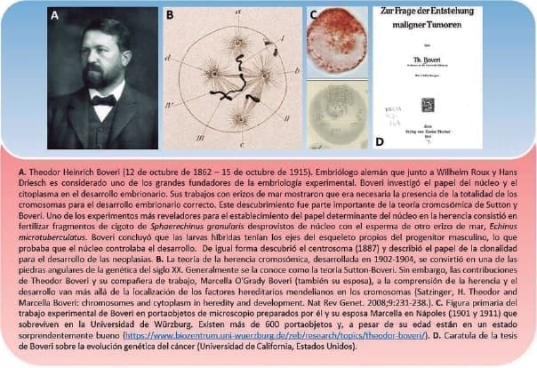 Theodor Boveri propuso la teoría que relaciona el cáncer