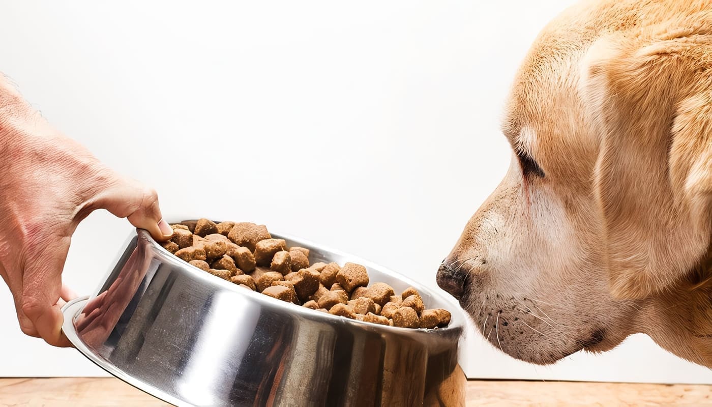 Alimentación para Perros Ancianos