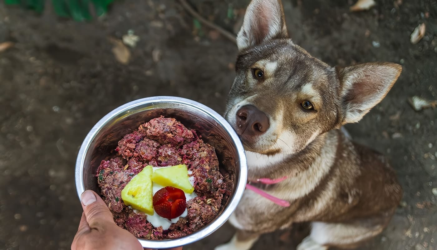 Dieta BARF para Perros, ¿Sí o No?