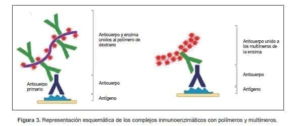 Complejos inmunoenzimáticos con polímeros y multímeros Complejos inmunoenzimáticos con polímeros y multímeros