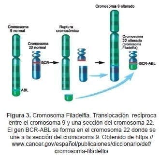 Cromosoma Filadelfia Cromosoma Filadelfia