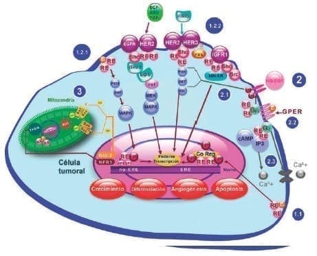 Vías de señalización del receptor de estrógeno