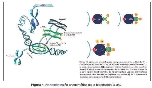 Representación esquemática de la hibridación in-situ. Representación esquemática de la hibridación in-situ.