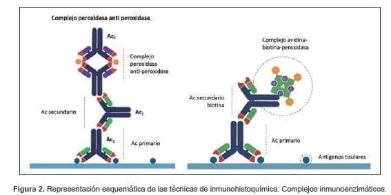 Representación esquemática de las técnicas de inmunohistoquímica Representación esquemática de las técnicas de inmunohistoquímica