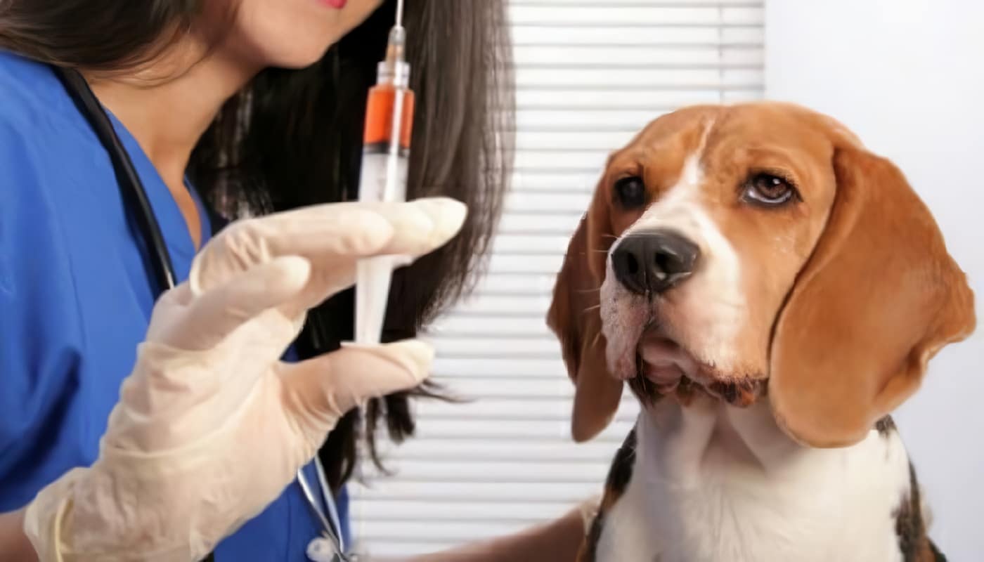 Personas Agredidas por un Animal con Rabia