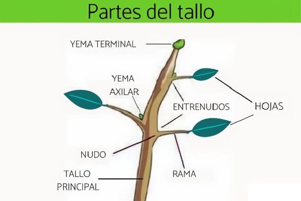 Partes del Tallo