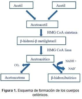 Esquema de formación de los cuerpos cetónicos. Esquema de formación de los cuerpos cetónicos