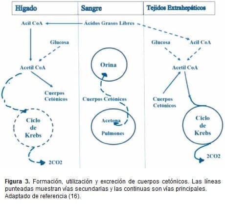 Formación, utilización y excreción de cuerpos cetónicos Formación, utilización y excreción de cuerpos cetónicos