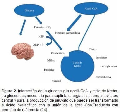 Interacción de la glucosa y la acetil-CoA, y ciclo de Krebs