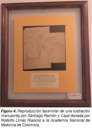 Reproducción facsimilar de una ilustración manuscrita por Santiago Ramón y Cajal Reproducción facsimilar de una ilustración manuscrita por Santiago Ramón y Cajal