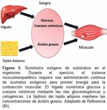 Suministro exógeno de substratos en el organismo Suministro exógeno de substratos en el organismo