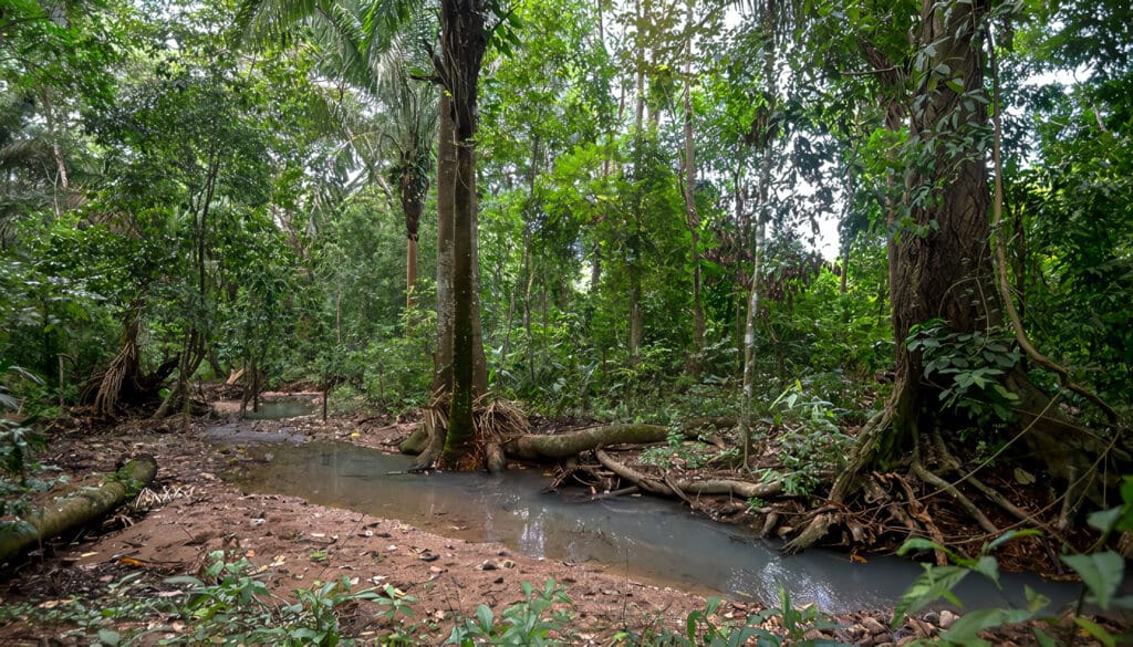 Bosque Tropical en Colombia