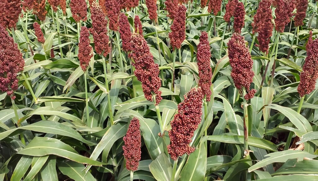 Cultivo de Sorgo