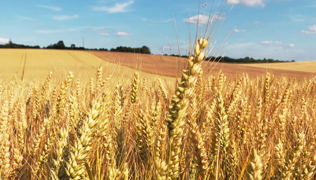 Cultivo de Trigo