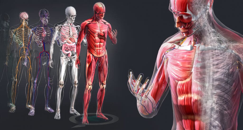 Sistemas del Cuerpo Humano
