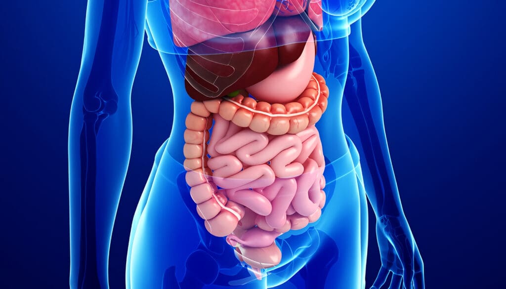 Aparato Digestivo del Cuerpo Humano