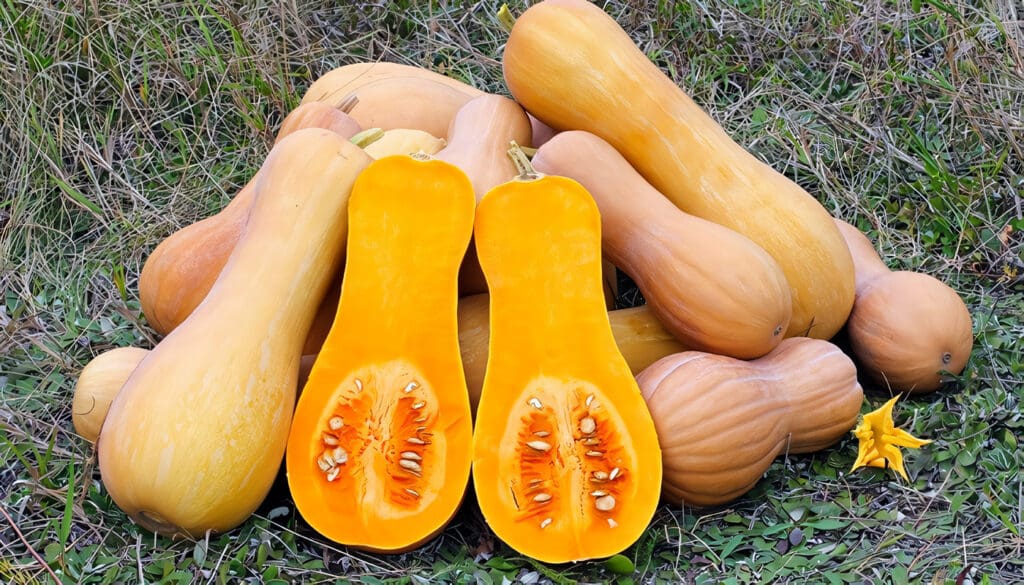 Cultivo de Calabaza
