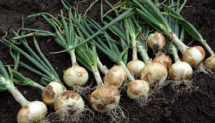 Cultivo de Cebolla
