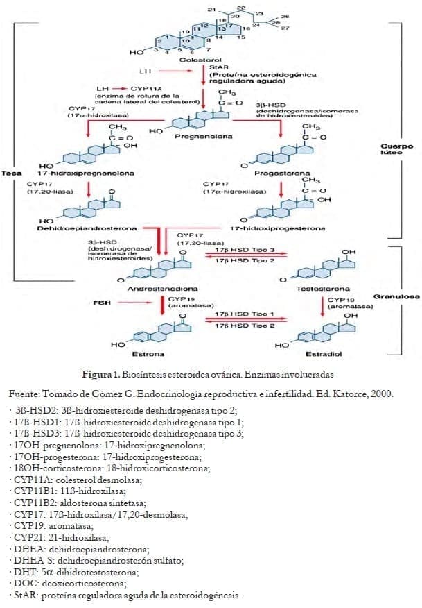 Biosíntesis esteroidea ovárica Biosíntesis esteroidea ovárica