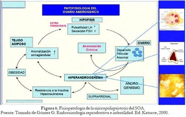 Células de la granulosa a la hormona folículo estimulante Células de la granulosa a la hormona folículo estimulante