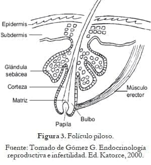 Folículo piloso Folículo piloso
