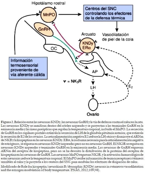 Hipotálamo Rostral Hipotálamo Rostral