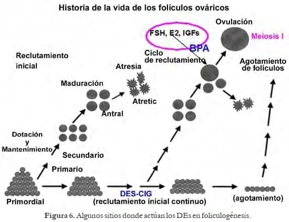 Historia de la Vida de los Folículos Ováricos