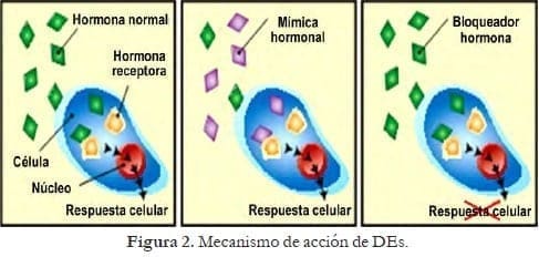 Mecanismo de acción de DEs