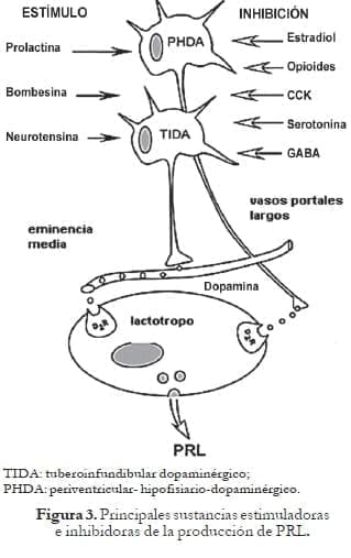 Sustancias estimuladoras e inhibidoras de la producción de PRL Sustancias estimuladoras e inhibidoras de la producción de PRL