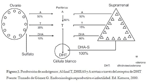 Producción de andrógenos Producción de andrógenos