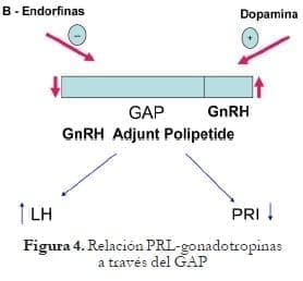 Relación PRL-gonadotropinas a través del GAP Relación PRL-gonadotropinas a través del GAP