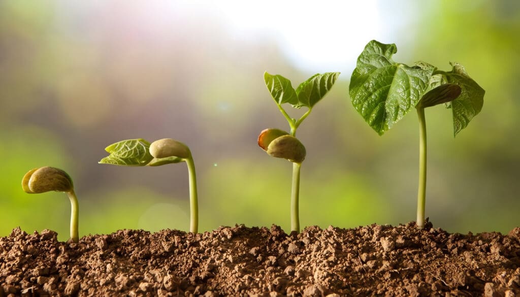 Plantas