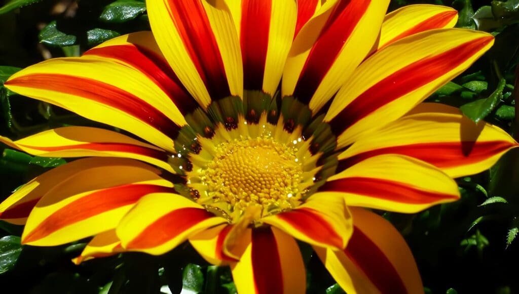 Plantas Angiospermas