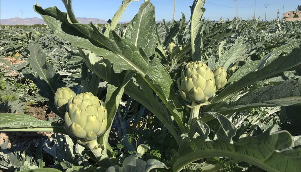 Cultivo de Alcachofa