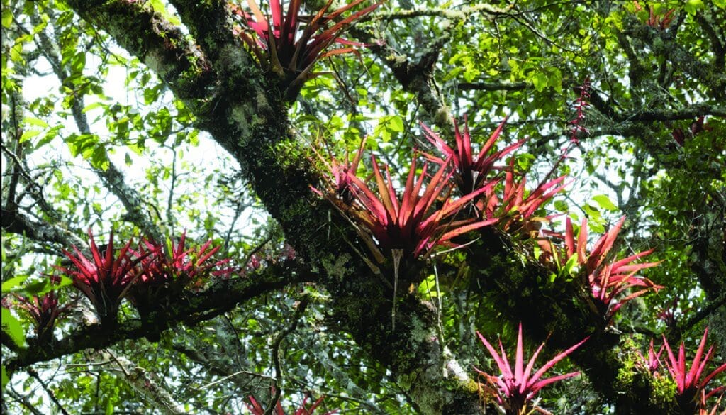 Plantas Epífitas