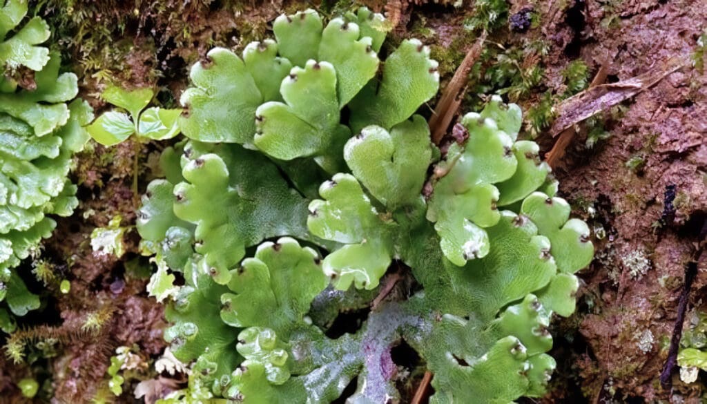 Plantas Hepáticas