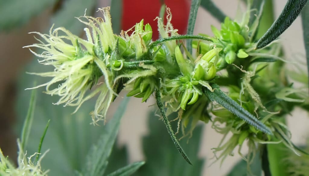 Plantas Hermafroditas