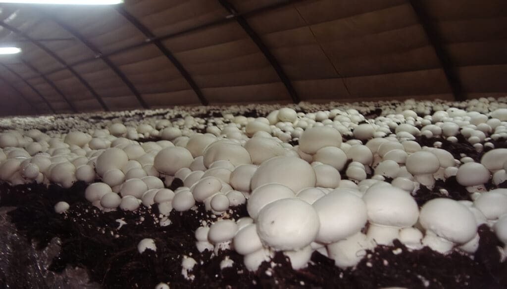Cultivo de Champiñón