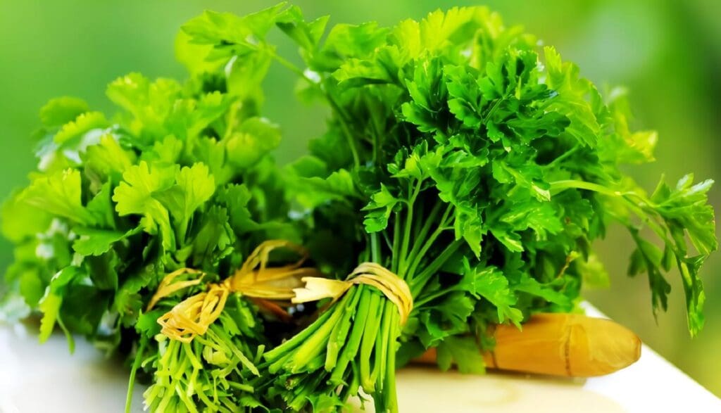 Cultivo de Cilantro