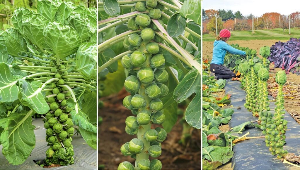 Cultivo de Coles de Bruselas