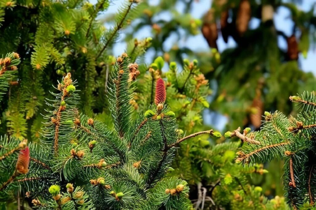 Plantas Coníferas
