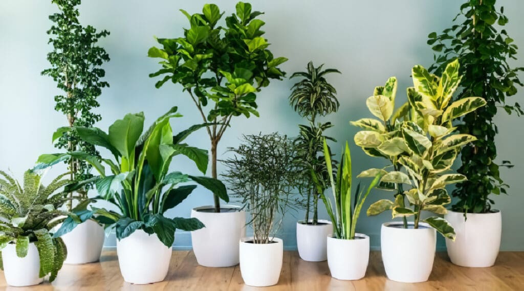 Plantas de Interior