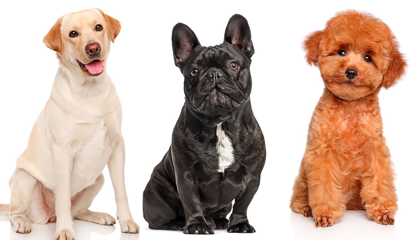 Elegir la raza de perro