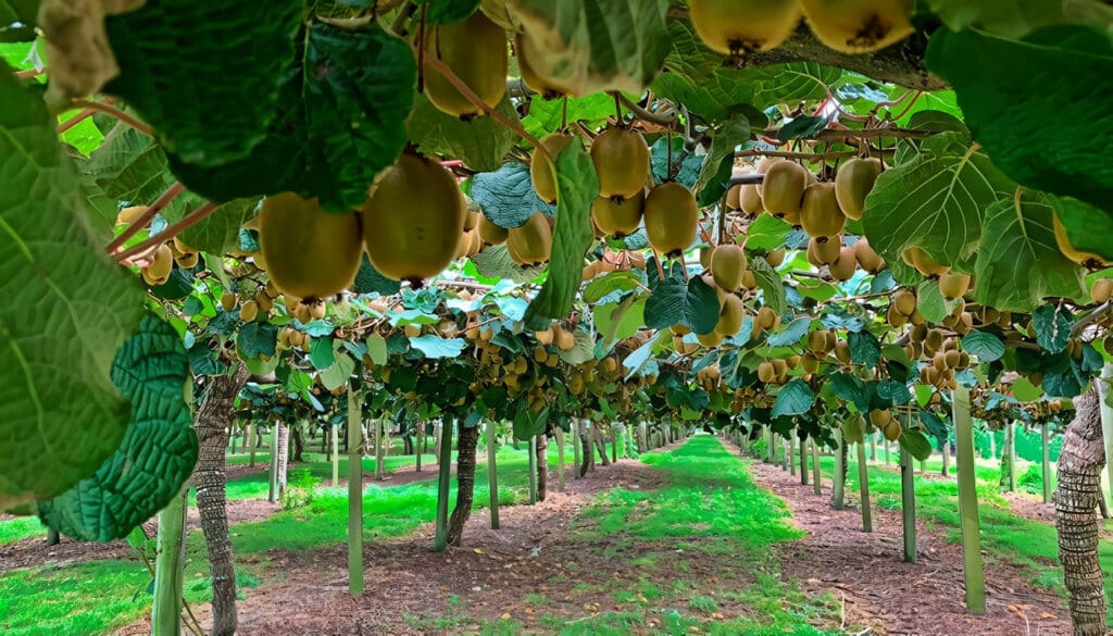 Cultivo de Kiwi