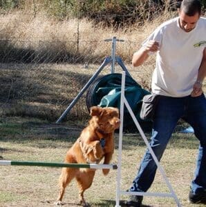 Guía de Campeonatos de Agility