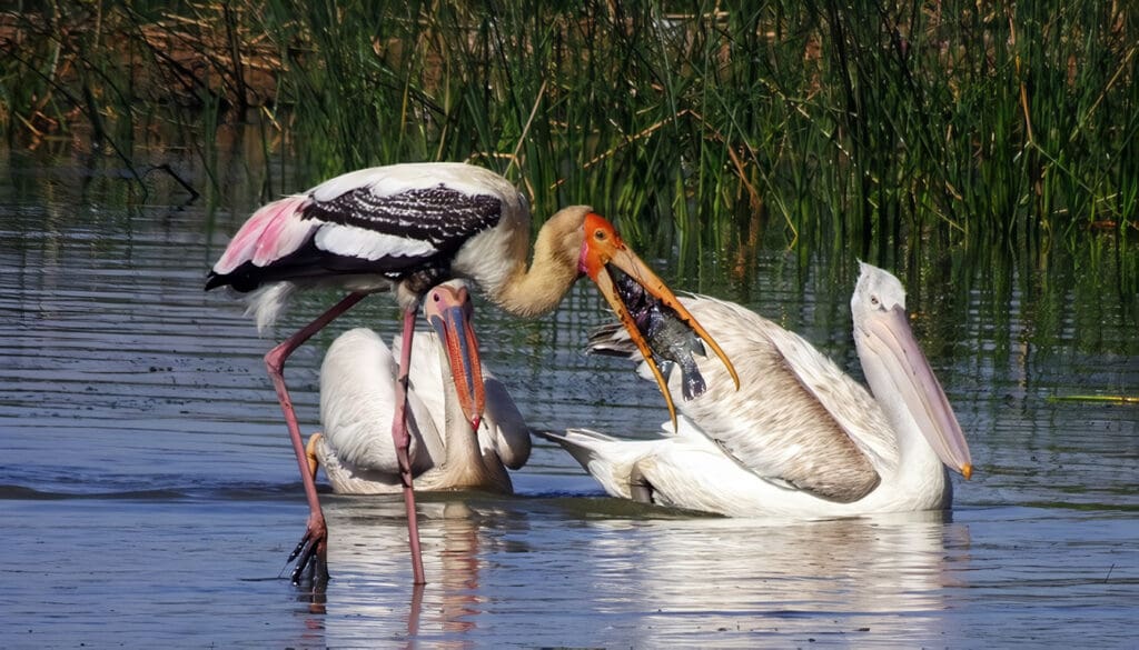 Directiva de Aves y Hábitats de la Unión Europea